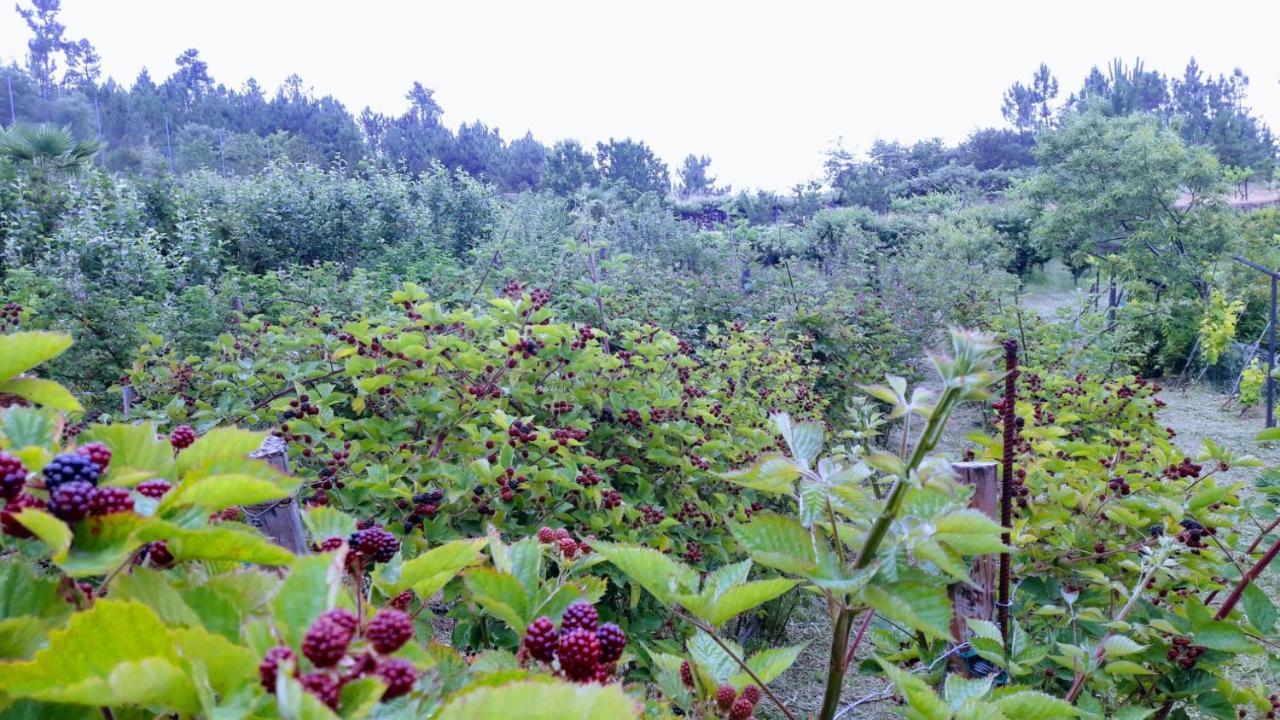 雷森迪Pinhawood别墅 外观 照片