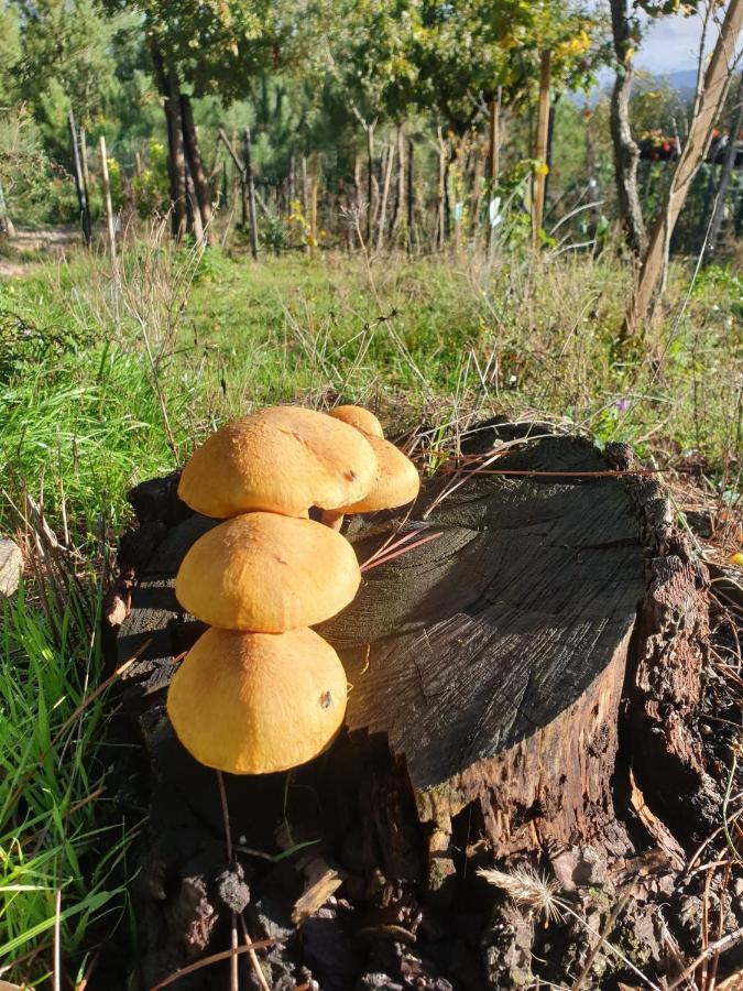 雷森迪Pinhawood别墅 外观 照片